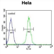 Endoplasmic Reticulum Chaperone BiP (HSPA5) Antibody