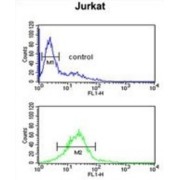 LIM Domain Containing 2 (LIMD2) Antibody