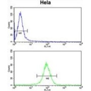 N(Alpha)-Acetyltransferase 50, NatE Catalytic Subunit (NAT13) Antibody