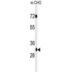 PHD Finger Protein 13 (PHF13) Antibody