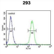 Roundabout 4 Antibody