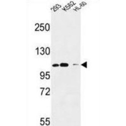 Roundabout 4 Antibody