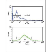 Zinc Finger FYVE Domain-Containing Protein 16 (ZFYVE16) Antibody