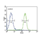 Estradiol 17-Beta-Dehydrogenase 2 (HSD17B2) Antibody