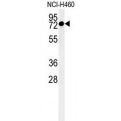 Coiled-Coil Domain Containing 62 (CCDC62) Antibody