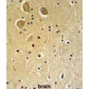 Family With Sequence Similarity 92 Member A1 (CIBAR1) Antibody