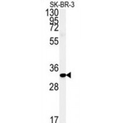 Family With Sequence Similarity 92 Member A1 (CIBAR1) Antibody