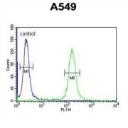 Kelch-Like Protein 9 (KLHL9) Antibody