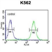 ATPase, H+/K+ Exchanging Beta Polypeptide (ATP4B) Antibody