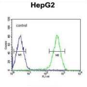 Ataxin-2-Like Protein (ATXN2L) Antibody