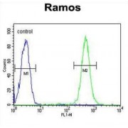 C19orf63 Antibody