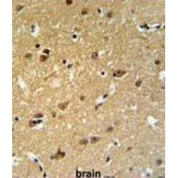 C19orf63 Antibody