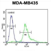 ERO1-Like Beta (S. Cerevisiae) (ERO1LB) Antibody