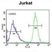 Free Fatty Acid Receptor 3 (FFAR3) Antibody