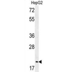 Geminin (GMNN) Antibody