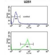 Homeobox Protein Hox-C6 (HOXC6) Antibody