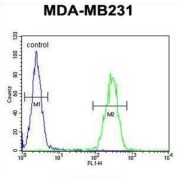 Interleukin-1 Family Member 6 (IL1F6) Antibody