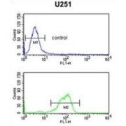 Interleukin 5 Receptor alpha (IL5RA) Antibody