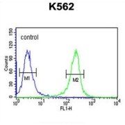 Myotubularin-Related Protein 15 (MTMRF) Antibody