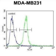 Myozenin 1 (MYOZ1) Antibody