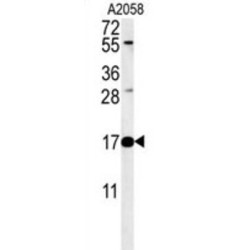 RNASEK Antibody