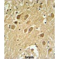 Secernin 1 (SCRN1) Antibody