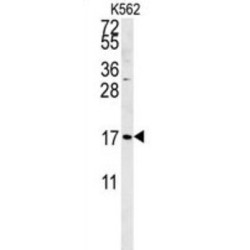 Small Cell Adhesion Glycoprotein (SMAGP) Antibody