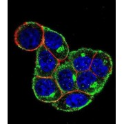 CCND1-Y226 Antibody