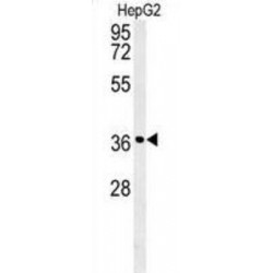 CCND1-Y226 Antibody