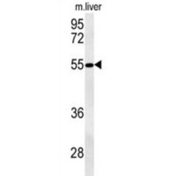 NIPA-Like Protein 3 (NPAL3) Antibody