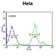 Cytochrome C1 (CYC1) Antibody