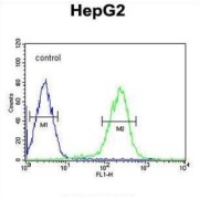 Mothers Against Decapentaplegic Homolog 6 (SMAD6) Antibody