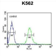 Ubiquitin-Associated Domain-Containing Protein 1 (UBAC1) Antibody