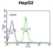 High Mobility Group Protein HMGI-C (HMGA2) Antibody