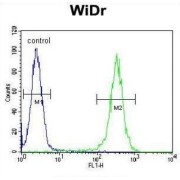 Beta-1,4-Galactosyltransferase 5 (B4GALT5) Antibody