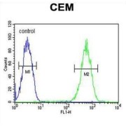 Fatty Acid Desaturase 2 (FADS2) Antibody