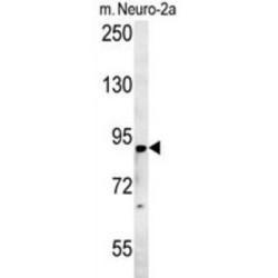 ST18, C2H2C-Type Zinc Finger (ST18) Antibody