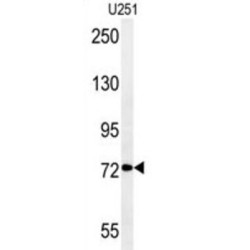 DEP Domain Containing 1 (DEPDC1) Antibody