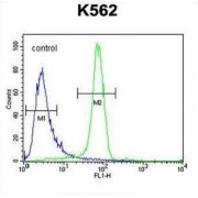 EGFR-S1026 Antibody