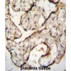 EGFR-S1026 Antibody