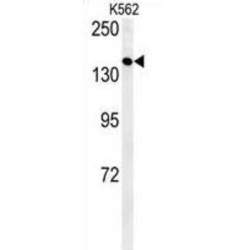 EGFR-S1026 Antibody