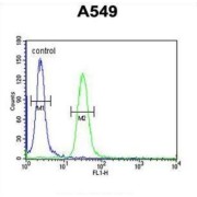 Mitotic Checkpoint Serine/Threonine-Protein Kinase BUB1 (BUB1) Antibody