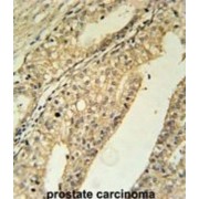 Transmembrane Protein 134 (TMEM134) Antibody