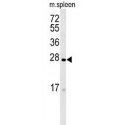 Transmembrane Protein 134 (TMEM134) Antibody