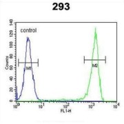 FLJ11506 Antibody