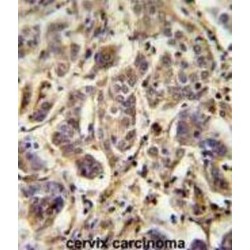 FLJ11506 Antibody