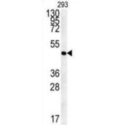 FLJ11506 Antibody