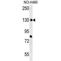 Cortactin-Binding Protein 2 (CTTB2) Antibody