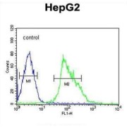 Ubiquitin-Specific-Processing Protease 17 (UBP17) Antibody