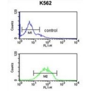 Hedgehog Acyltransferase (HHAT) Antibody